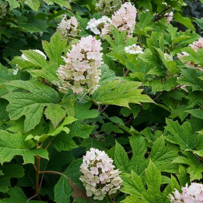 Oakleaf Hydrangea